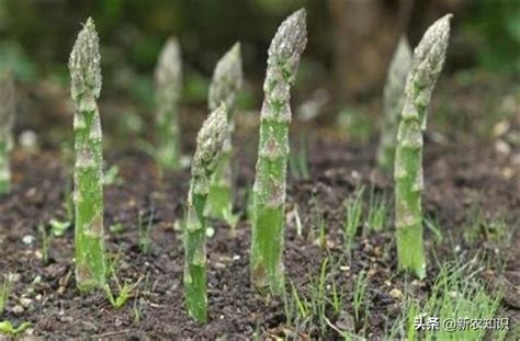 蘆筍種植深度|蘆筍的種植方法，一起來看看，其實挺簡單的，很快學。